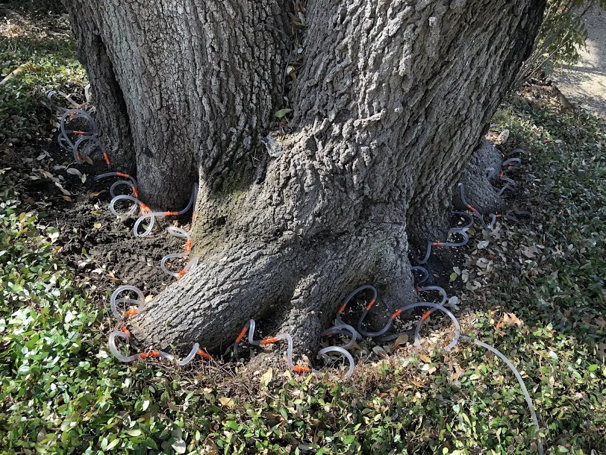 Detailed Tree Cabling and Bracing job site in Erie