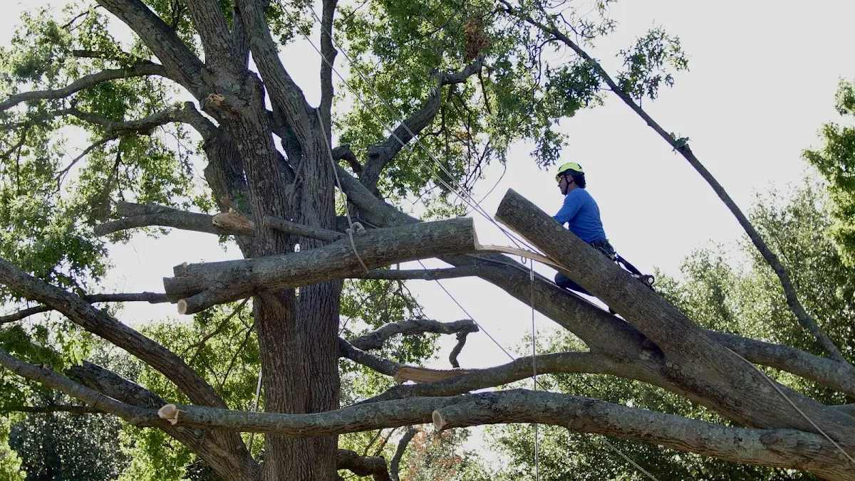 Professional Crown Thinning performed by certified arborists in Erie