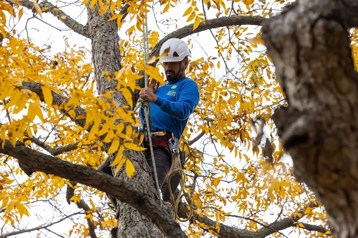 Skilled Tree Pruning crew working in Erie